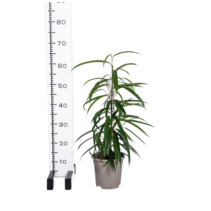 Ficus Binnendijkii Alii Ø17cm - ↕60 - 80cm