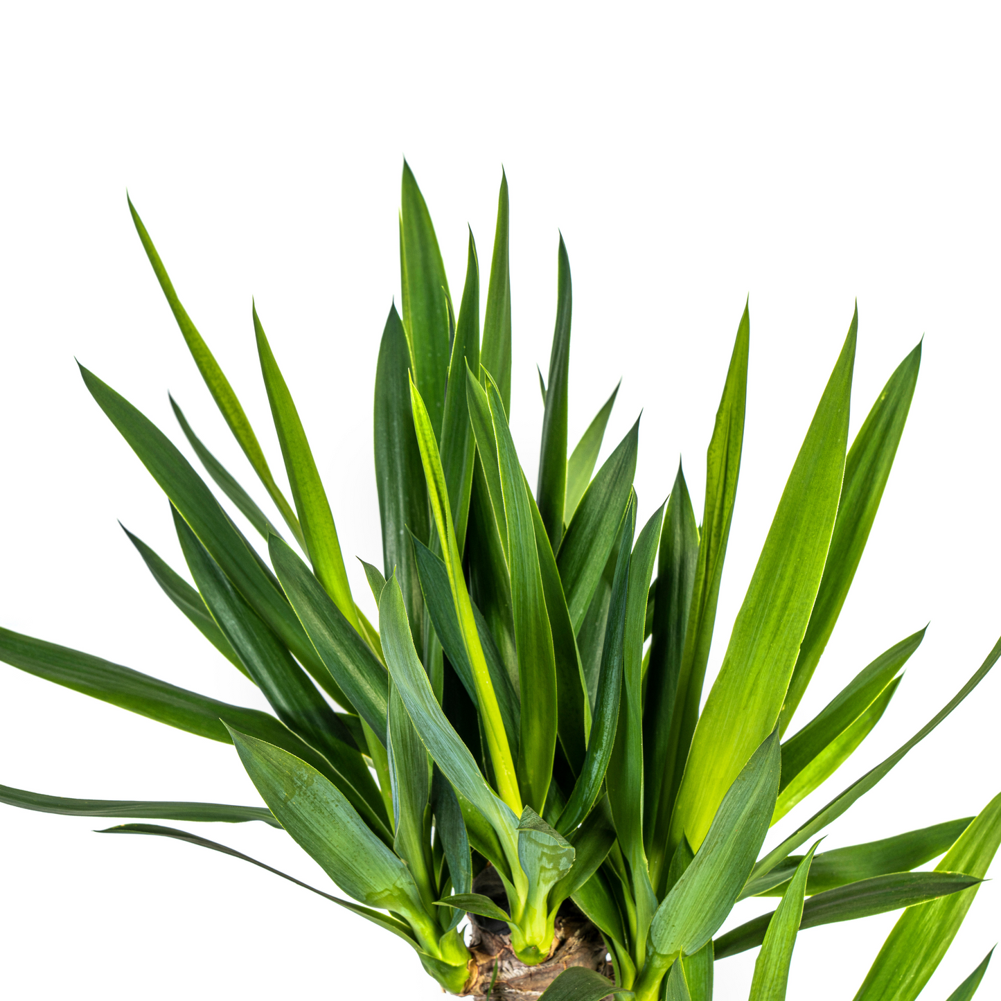 Yucca Elephantipes mit Korb Ø21cm - ↕90 - 110cm