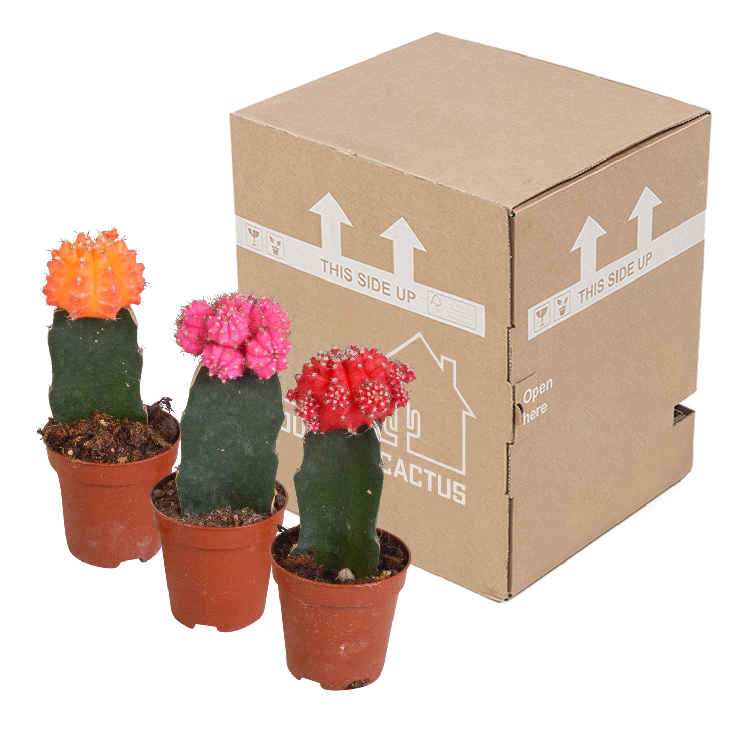 Euphorbia meloformis variegata - Gymnocalycium mix - 5,5cm - 3x