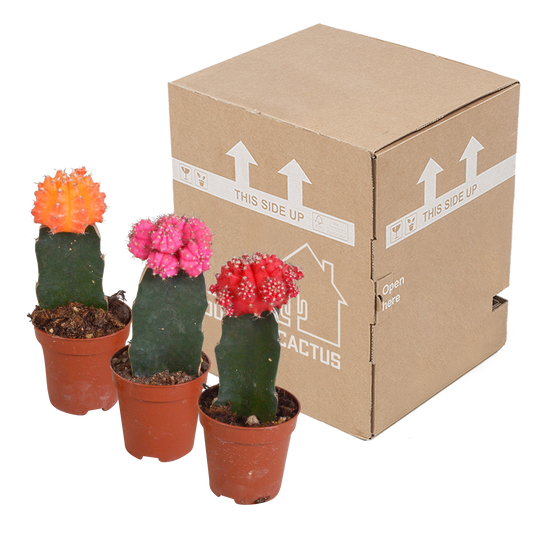 Euphorbia meloformis variegata - Gymnocalycium mix - 5,5cm - 3x