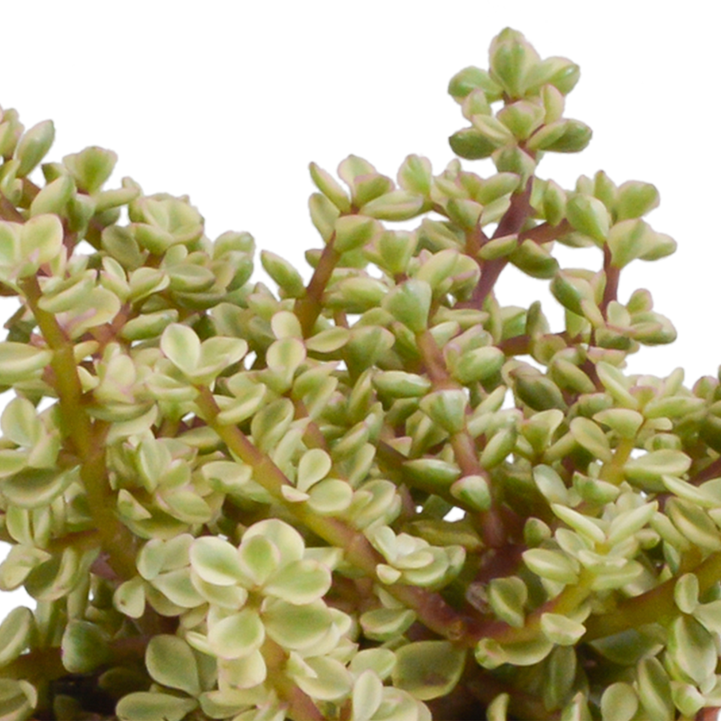 Crassula-Mischung 10,5 cm - 3x - in witte pot