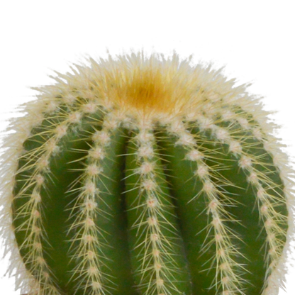 Bolcactus-Mischung 8,5 cm - in terracotta pot