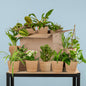Green Misfitbox: Zimmerpflanzen 12er Set - inkl. 12 x Korb Sofia