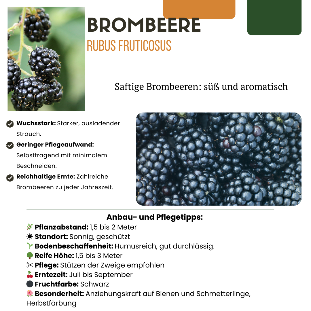 „Früchte-Party“ BIO Obstpflanzen-Mix – Set mit 3 verschiedenen Sorten