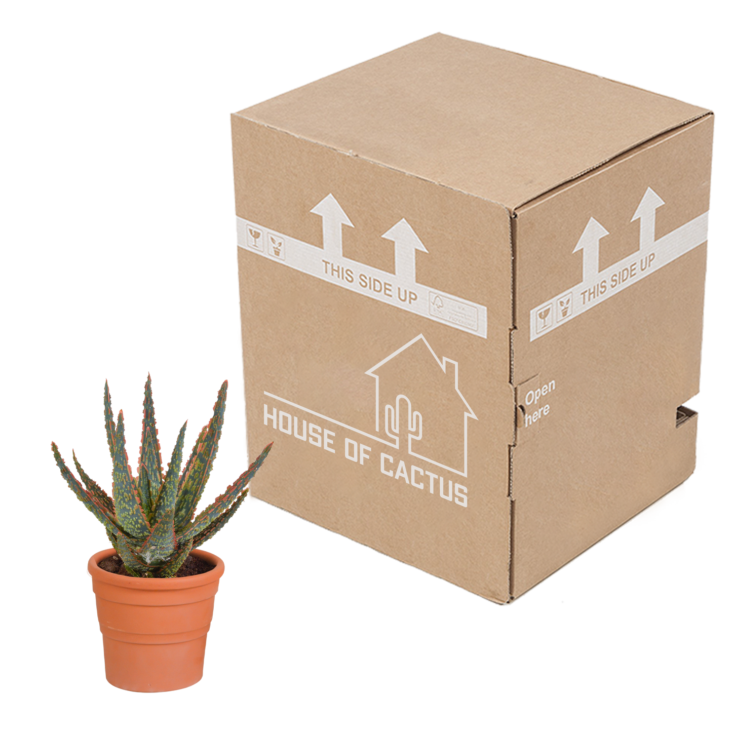 Hallo Zebrina Dannyz 10,5cm - in terracotta pot