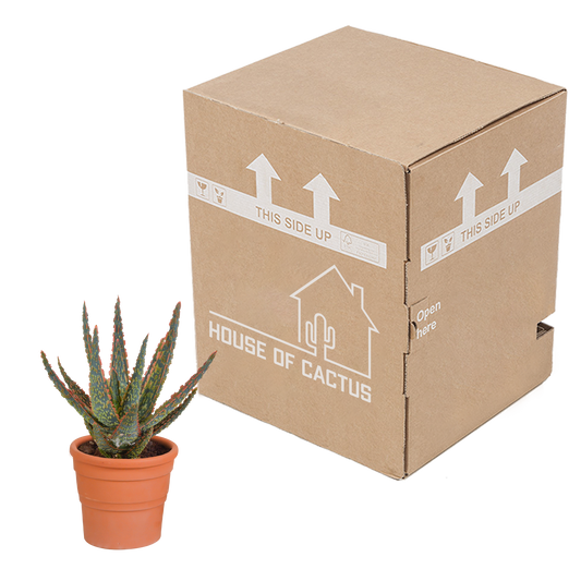 Hallo Zebrina Dannyz 10,5cm - in terracotta pot