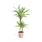 Dracaena Deremensis White Stripe Ø19cm - ↕70 - 90cm
