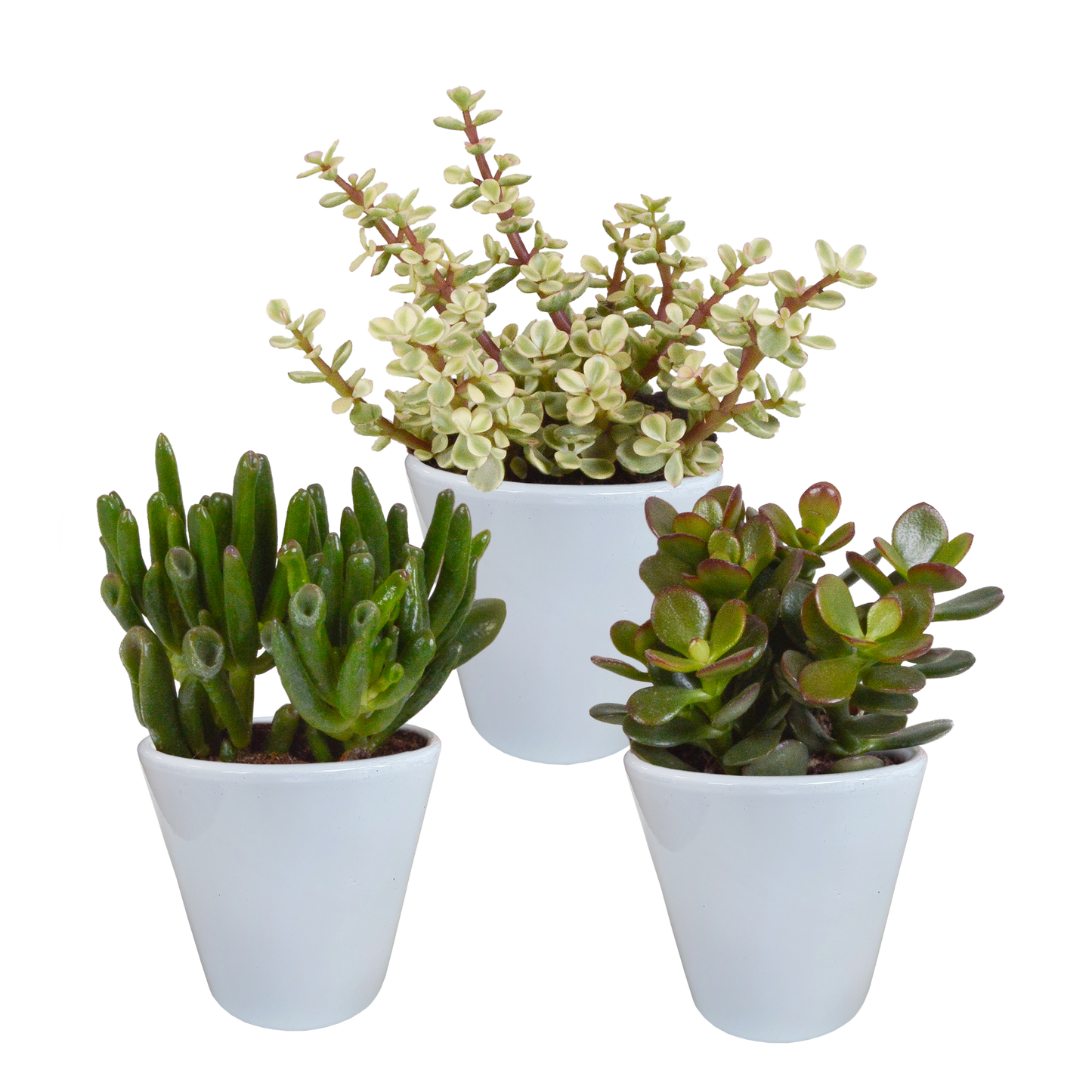 Crassula-Mix 8,5 cm - 3x - in witte pot