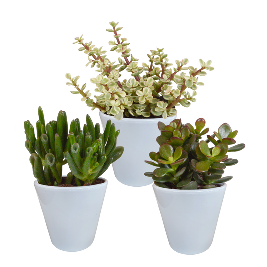 Crassula-Mix 8,5 cm - 3x - in witte pot