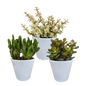 Crassula-Mix 8,5 cm - 3x - in witte pot