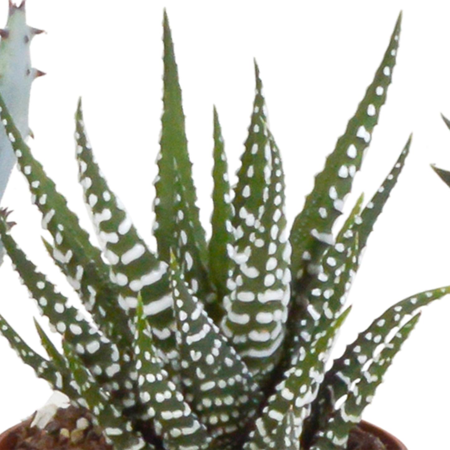 Gasteria/Haworthia-Mischung 5,5cm - in witte pot - 5x