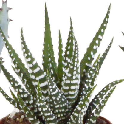 Gasteria/Haworthia-Mischung 5,5cm - in witte pot - 5x