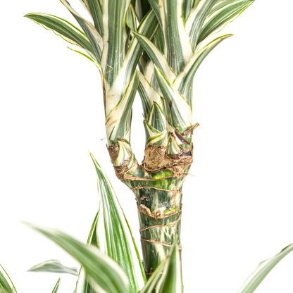 Dracaena Deremensis White Stripe mit Korb Ø24cm - ↕130 - 150cm