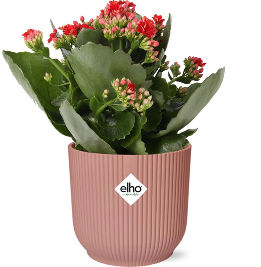 Mother's Day - Kalanchoe Rosalina Don Justino Rood  + ELHO Vibes Fold 14cm roze