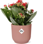 Mother's Day - Kalanchoe Rosalina Don Justino Rood  + ELHO Vibes Fold 14cm roze