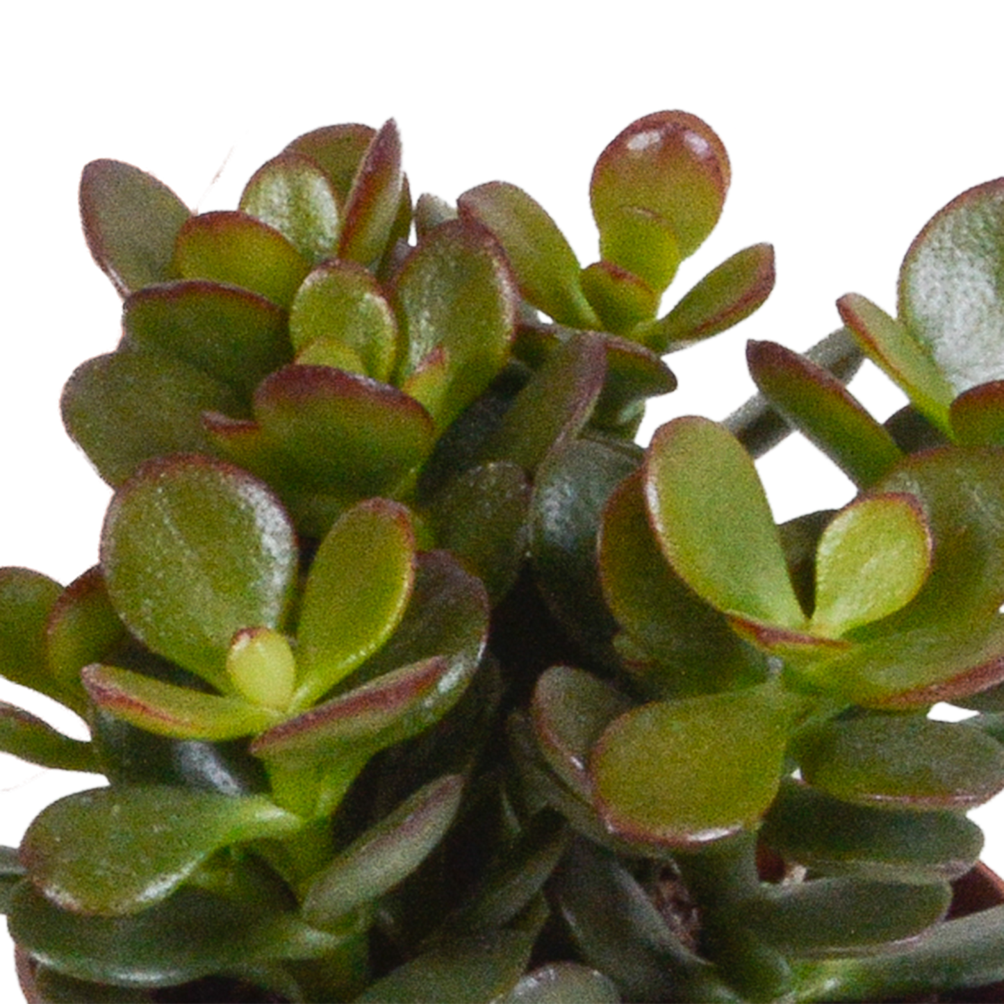 Crassula-Mix 8,5 cm - 3x - in terracotta pot