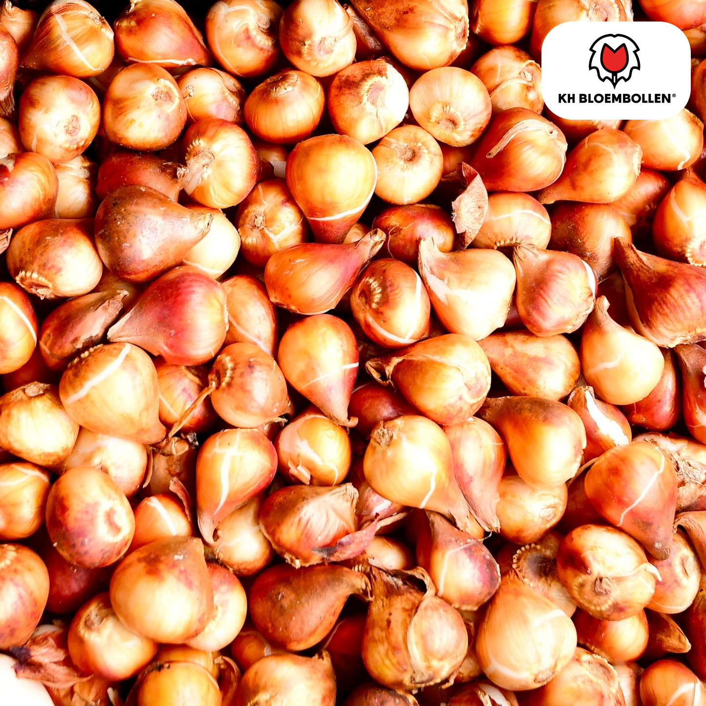 Tulpenbollen Columbus – 20 Stuks | KH Bloembollen® | Roze-Witte Dubbele Pioentulp – Elegant & Vol – Voor Tuin of Pot – Maat 11/12 – Vers van de Teler!