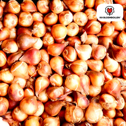 Tulpenbollen Columbus – 20 Stuks | KH Bloembollen® | Roze-Witte Dubbele Pioentulp – Elegant & Vol – Voor Tuin of Pot – Maat 11/12 – Vers van de Teler!