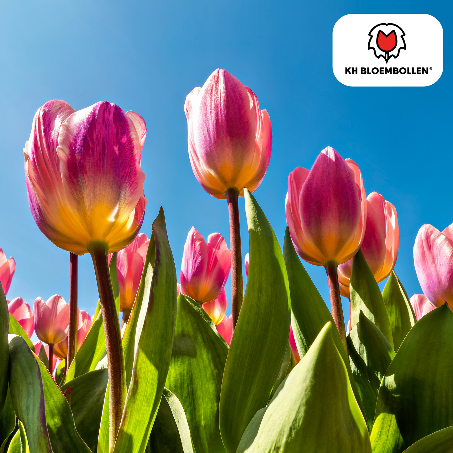 Tulpenbollen Light and Dreamy – 20 Stuks | KH Bloembollen® | Prachtige Pastelkleuren – Voor Tuin of Pot – Maat 11/12 – Vers van de Teler!