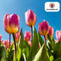 Tulpenbollen Light and Dreamy – 20 Stuks | KH Bloembollen® | Prachtige Pastelkleuren – Voor Tuin of Pot – Maat 11/12 – Vers van de Teler!