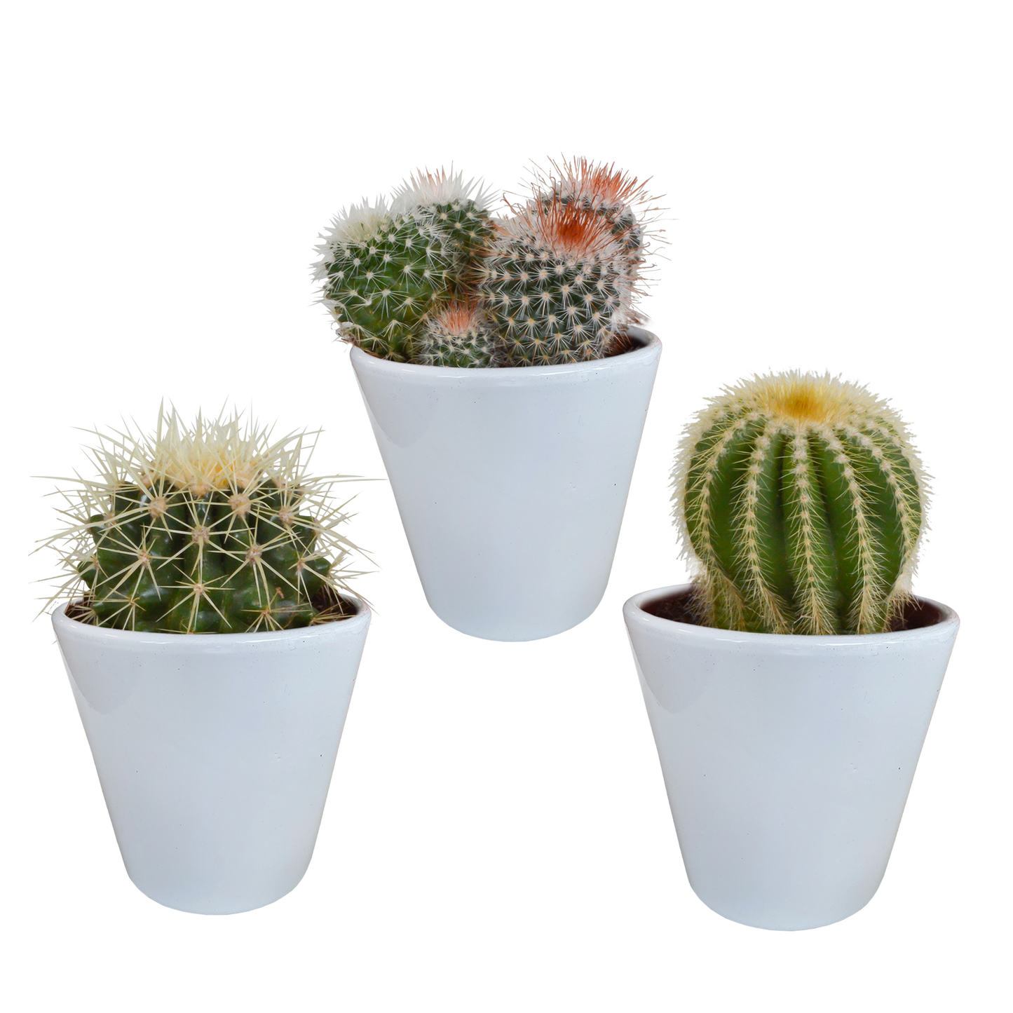 Bolcactus-Mischung 8,5 cm - in witte pot