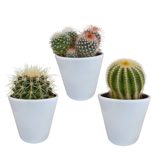 Bolcactus-Mischung 8,5 cm - in witte pot