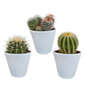 Bolcactus-Mischung 8,5 cm - in witte pot
