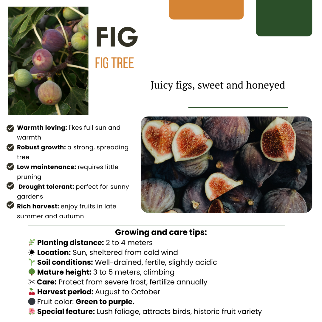 6 x Bio-Feigenbäume – Ø 13 cm – ↨ 20 cm