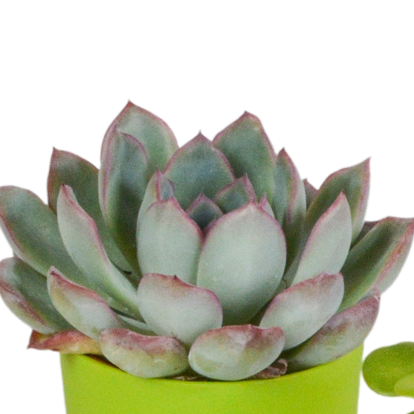 Vetplanten-Mischung 5,5 cm - 5x - in gekleurde plasticpot
