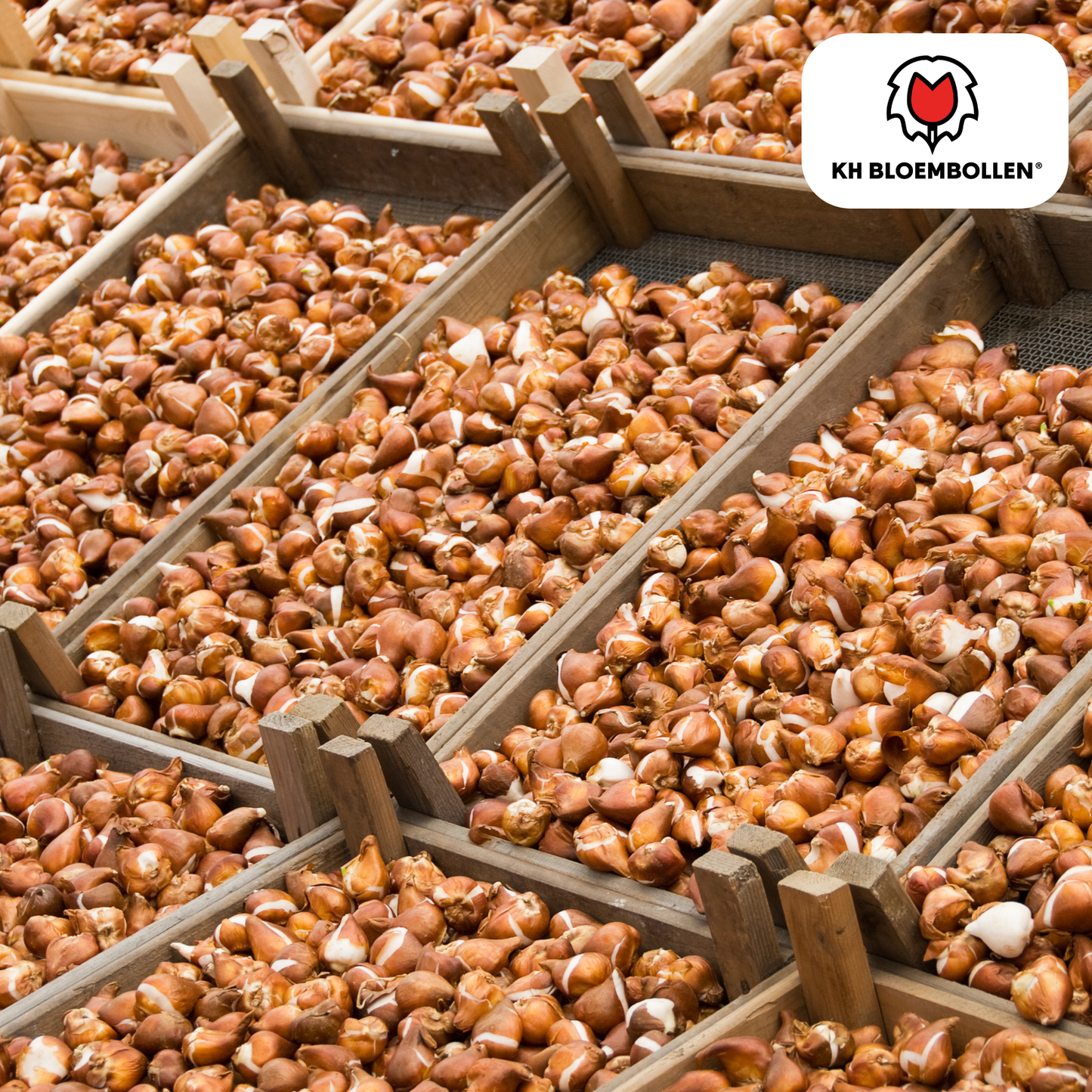 Tulpenbollen Fire Wings – 20 Stuks | KH Bloembollen® | Rood-Geel Gevlamde Tulp – Vurig & Opvallend – Voor Tuin of Pot – Maat 11/12 – Vers van de Teler