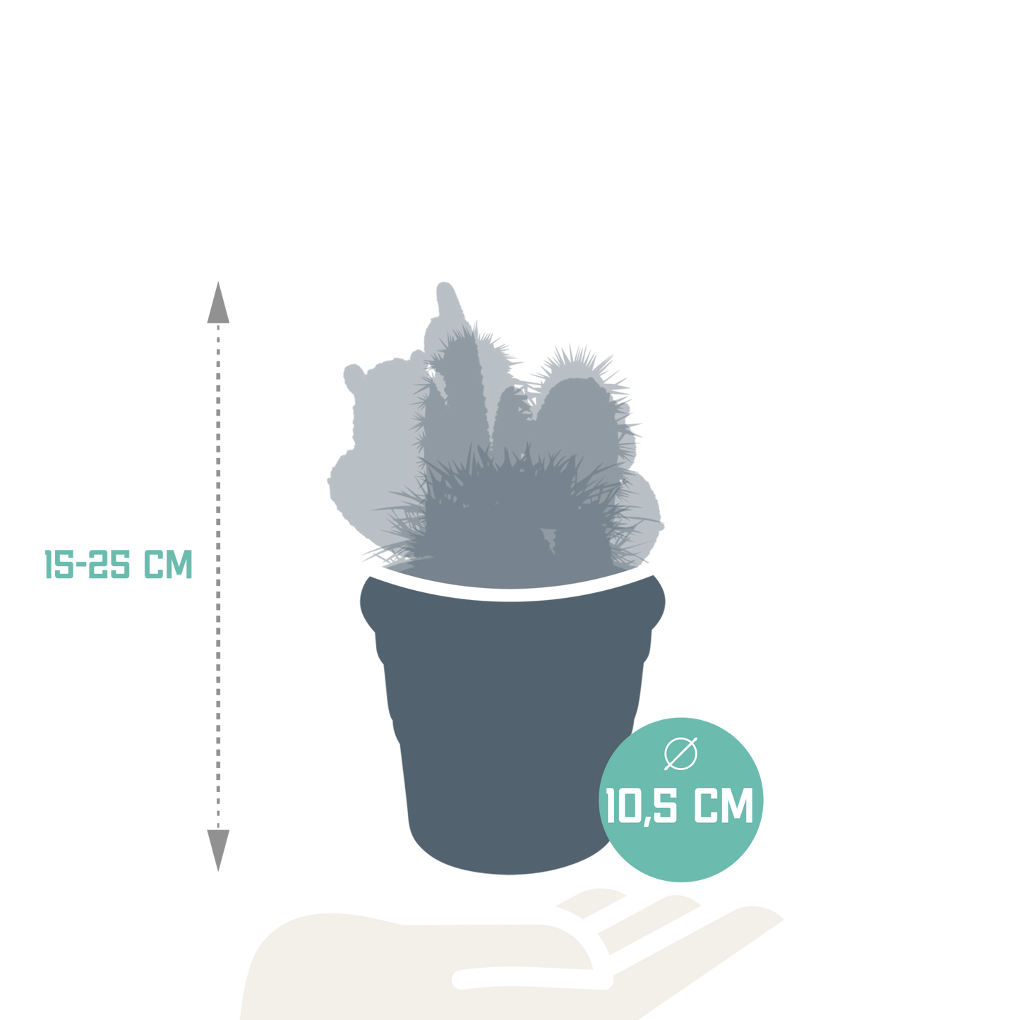Kakteenmischung 10,5 cm - in terracotta pot - 3x