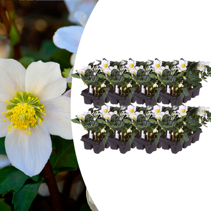 Helleborus niger ‘Christmas Carol’ – 48 Christrosen im Set (8 x Sixpack)
