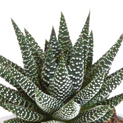 Gasteria/Haworthia-Mischung 8,5cm - 3x - in terracotta pot
