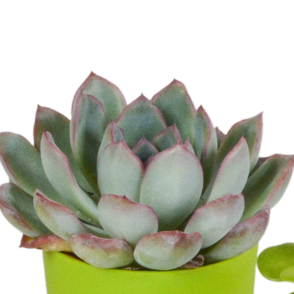 Vetplanten-Mischung 5,5 cm - 5x - in gekleurde plasticpot