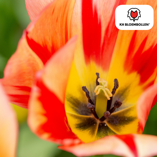 Tulpenbollen Spring Break – 20 Stuks | KH Bloembollen® | Rood-Oranje Tulp – Vurig, Energiek & Opvallend – Voor Tuin of Pot – Maat 11/12 – Vers van de Teler