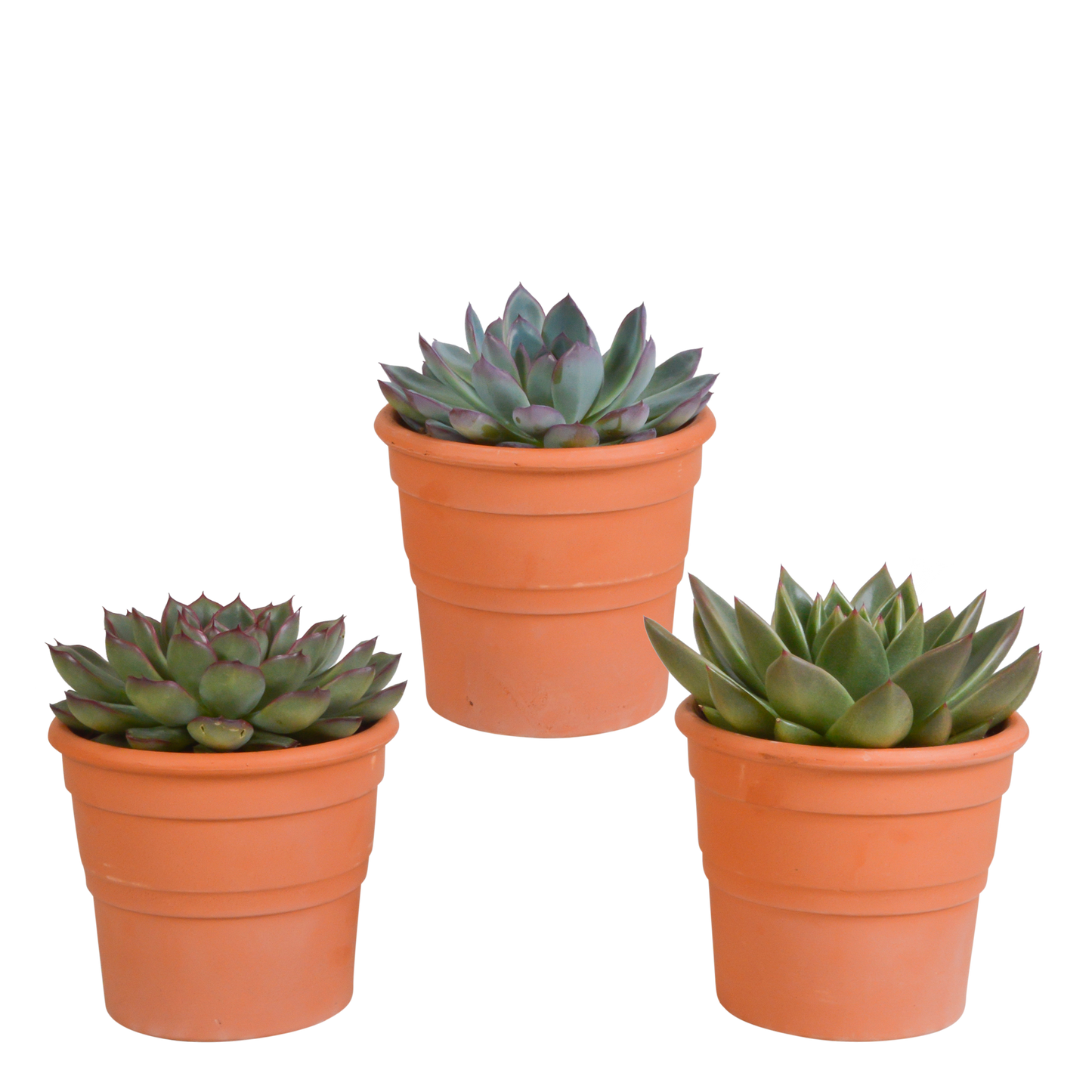 Echeveria-Mix 10,5 cm - 3x - in terracotta pot