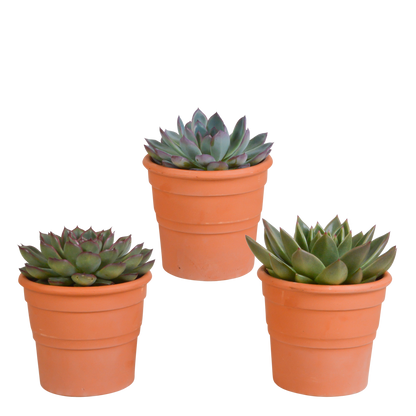 Echeveria-Mix 10,5 cm - 3x - in terracotta pot