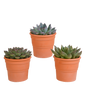 Echeveria-Mix 10,5 cm - 3x - in terracotta pot