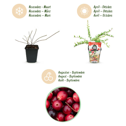 GreenboutiQ - Obstpflanzen - Blaubeere - Vaccinium macrophylla Early Black - Winterhart - 3 Pflanzen - Topf 9 cm - Dunkelrote Beere