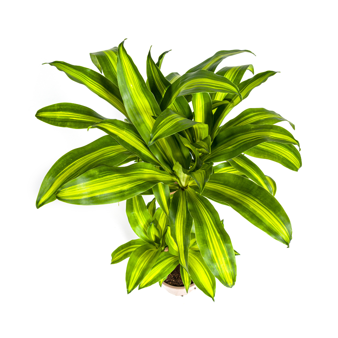Dracaena Fragrans Massangeana met mand Ø21cm - ↕90 - 110cm