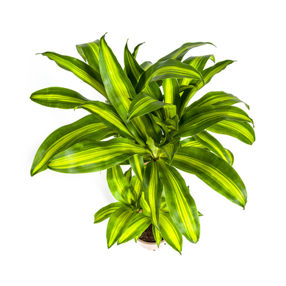 Dracaena Fragrans Massangeana met mand Ø21cm - ↕90 - 110cm