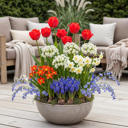 GreenboutiQ - Blumenzwiebeln - Zwiebeln aus Holland - Bulbs Hardy Perennial - Verschiedene Farben - 125 Stück - Geschenkverpackung