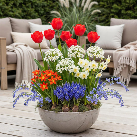 GreenboutiQ - Blumenzwiebeln - Zwiebeln aus Holland - Bulbs Hardy Perennial - Verschiedene Farben - 125 Stück - Geschenkverpackung