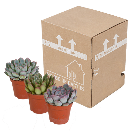 Echeveria-Mischung 8,5 cm - 3x - zonder pot