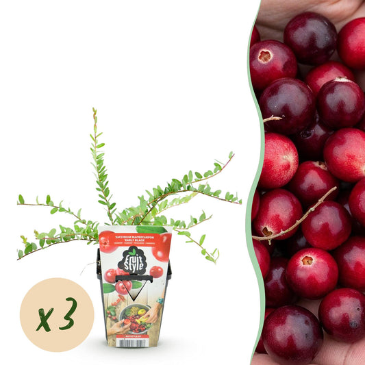 GreenboutiQ - Obstpflanzen - Blaubeere - Vaccinium macrophylla Early Black - Winterhart - 3 Pflanzen - Topf 9 cm - Dunkelrote Beere