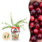 GreenboutiQ - Obstpflanzen - Blaubeere - Vaccinium macrophylla Early Black - Winterhart - 3 Pflanzen - Topf 9 cm - Dunkelrote Beere