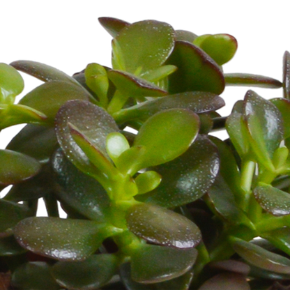 Crassula-Mischung 10,5 cm - 3x - in witte pot