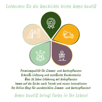 GreenboutiQ - Blumenzwiebeln - Zwiebeln aus Holland - Bulbs Hardy Perennial - Verschiedene Farben - 125 Stück - Geschenkverpackung