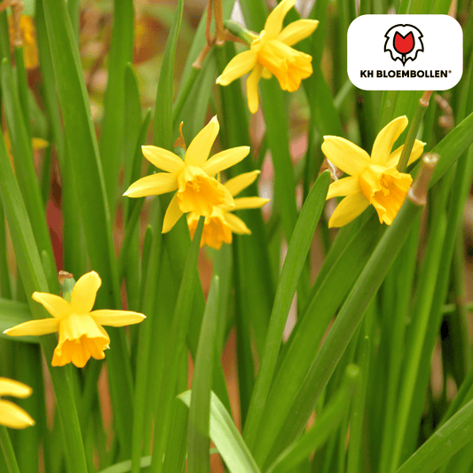 Narcis Tête à Tête 25 stuks