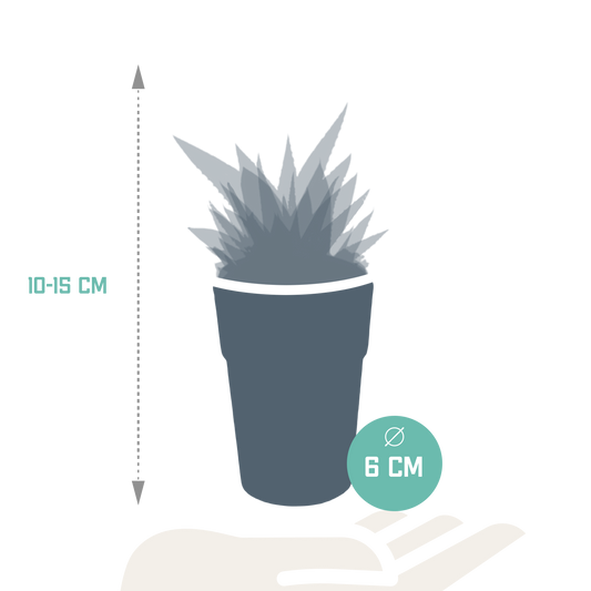 Gasteria/Haworthia-Mischung 5,5cm - 5x - in gekleurde plasticpot